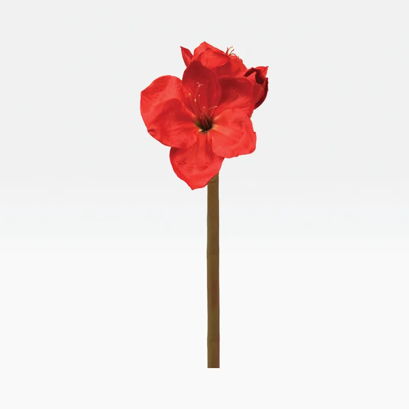 AMARYLLIS stem red - H75cm