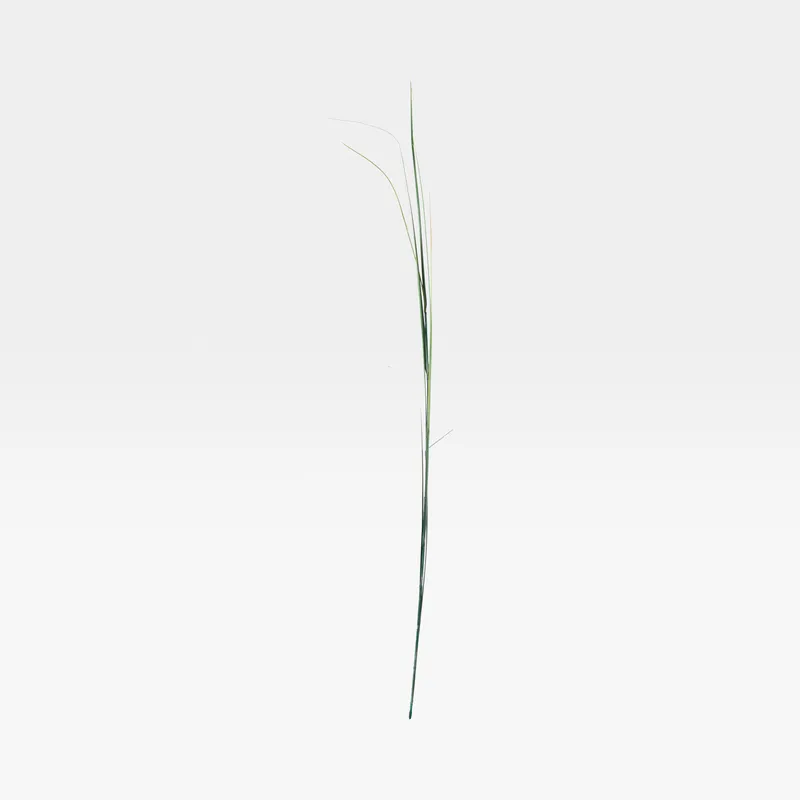 GRASS plant green - H150cm