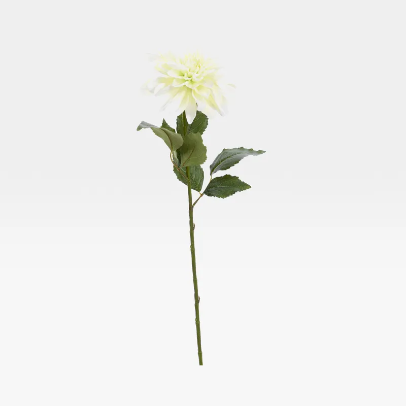 DAHLIA stem cream/green - H69cm