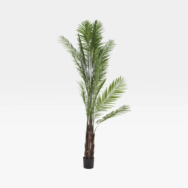 ARECA PALM tree green - H240cm