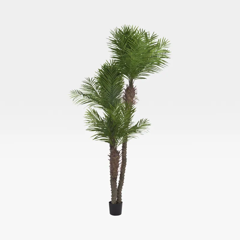 ARECA PALM green - H270cm