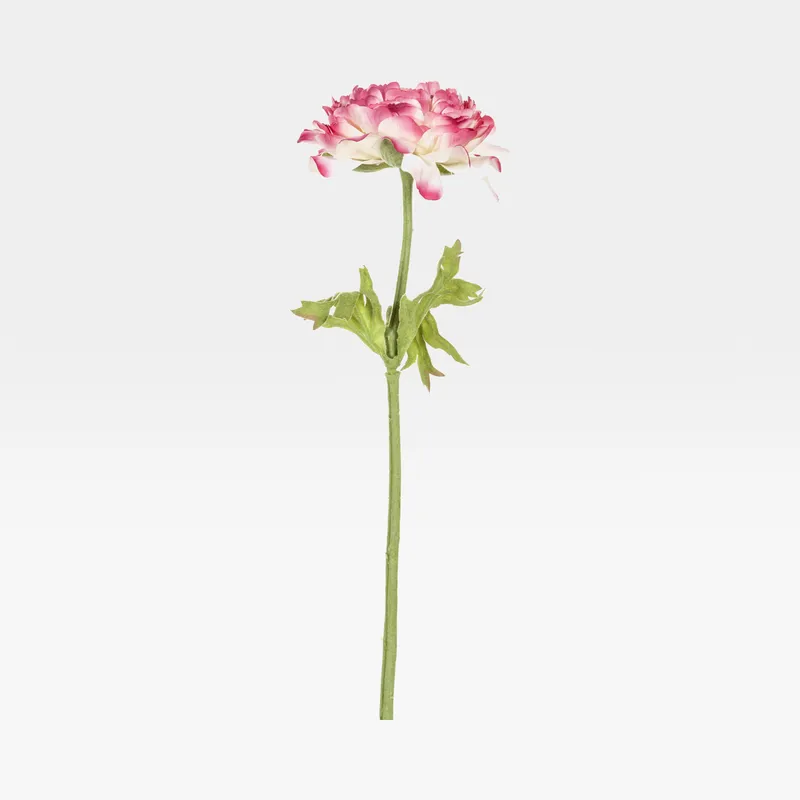 RANUNCULUS stem pink/white - H36cm
