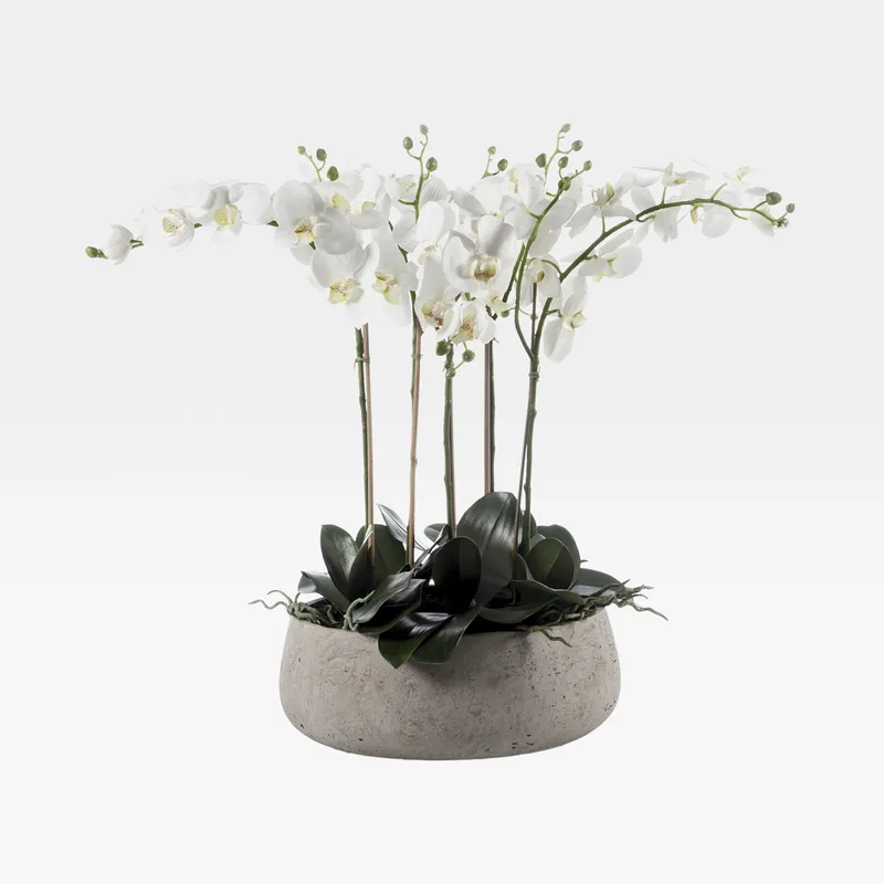 PHALAENOPSIS I pot white/assorted - H73cm