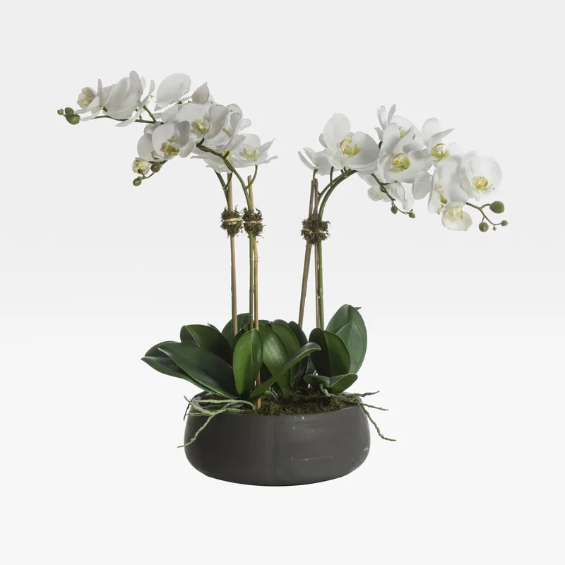 PHALAENOPSIS II pot white/assorted - H61cm