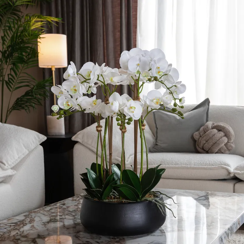 PHALAENOPSIS II pot white/assorted - H61cm