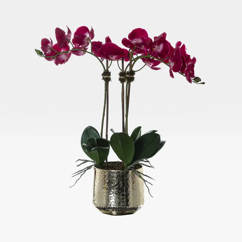 PHALAENOPSIS pot purple/gold - H72cm