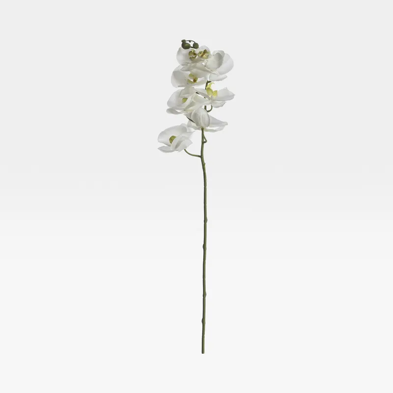 PHALAENOPSIS stem white - H98cm