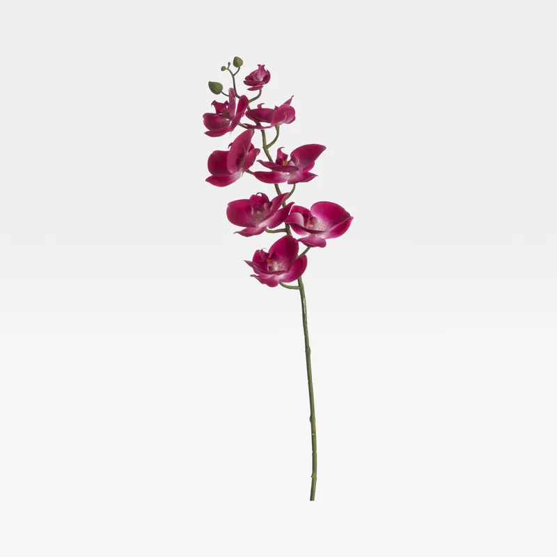 PHALAENOPSIS stem purple - H78cm
