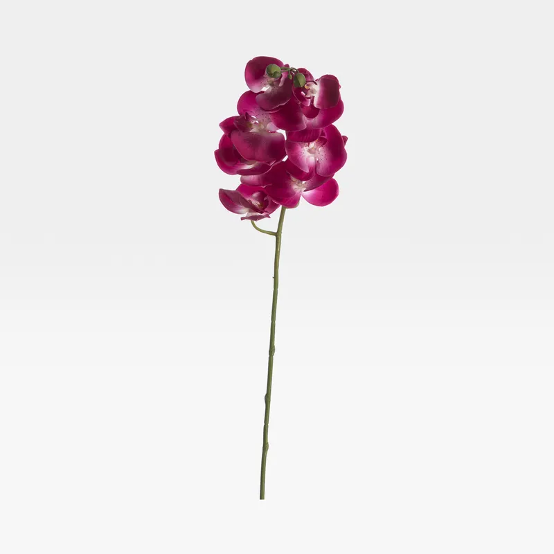 PHALAENOPSIS stem purple - H98cm