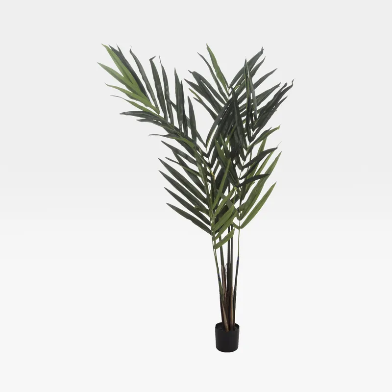 KENTIA palm tree green - H150cm