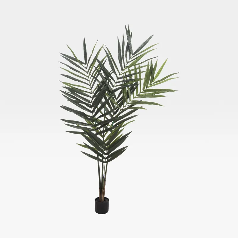 KENTIA palm tree green - H180cm