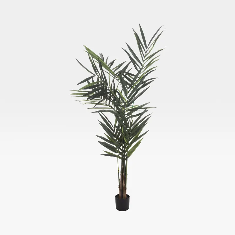 KENTIA palm tree green - H210cm