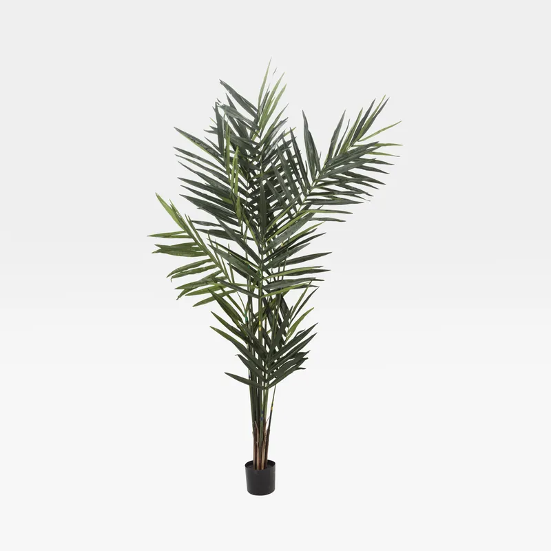 KENTIA palm tree green - H240cm
