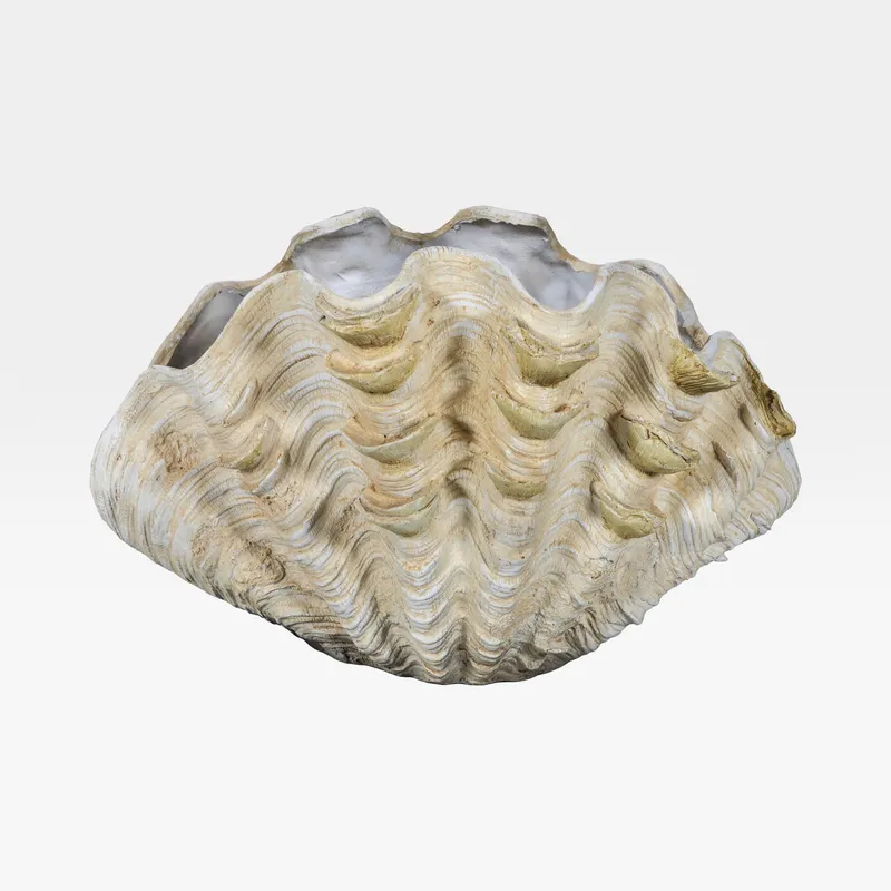MAGNUS shell decoration cream - H30cm