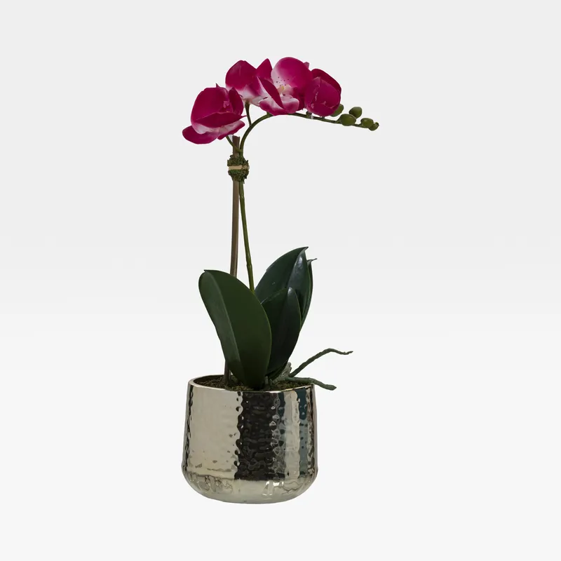 PHALAENOPSIS pot purple/gold - H46cm