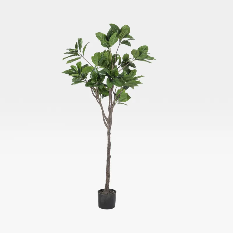 RUBBER tree green - H180cm