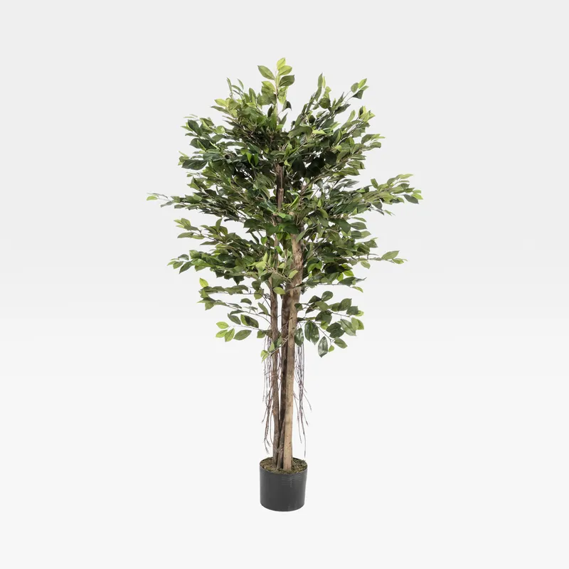 FICUS RETUSA tree green - H150cm