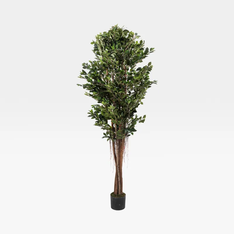 FICUS RETUSA tree green - H210cm