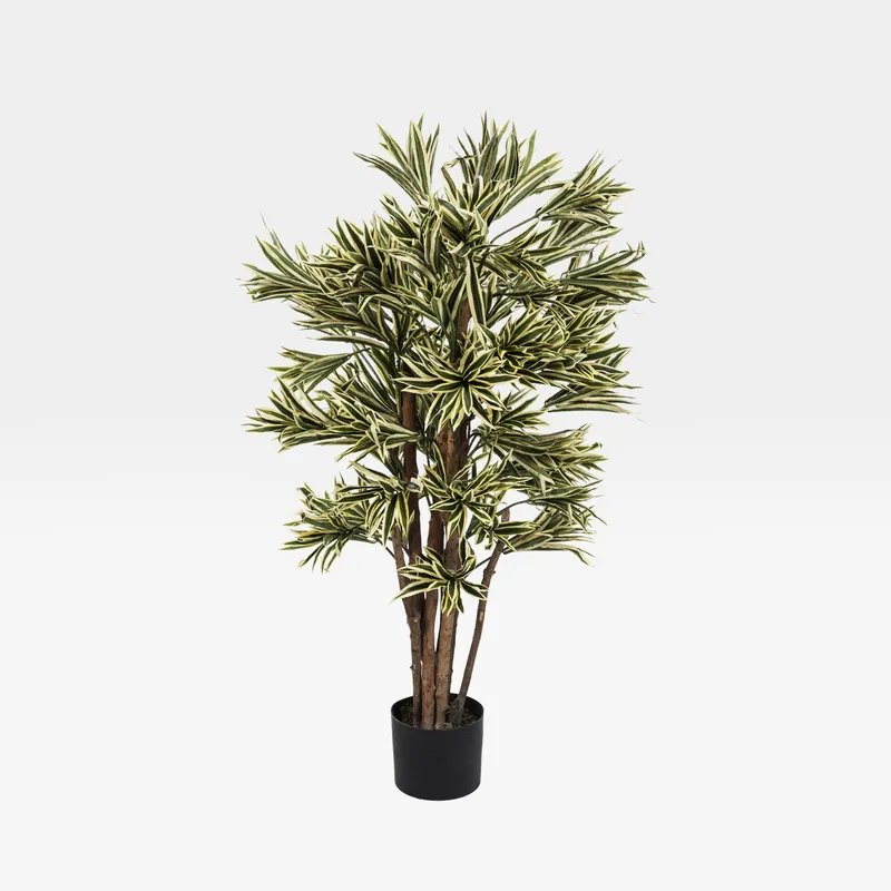 DRACAENA REFLEXA tree green - H120cm