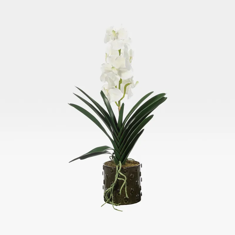 VANDA pot white/green - H64cm