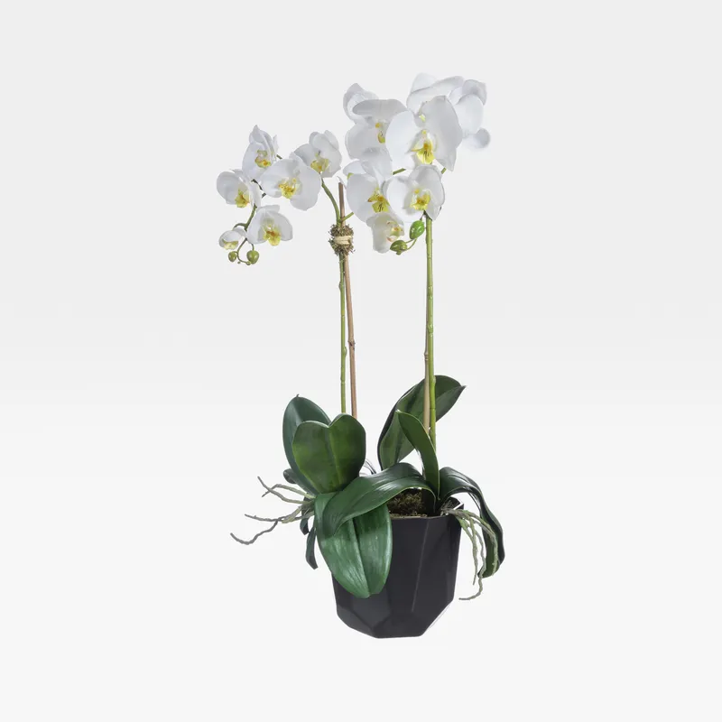 ORCHID pot white/black - H70cm