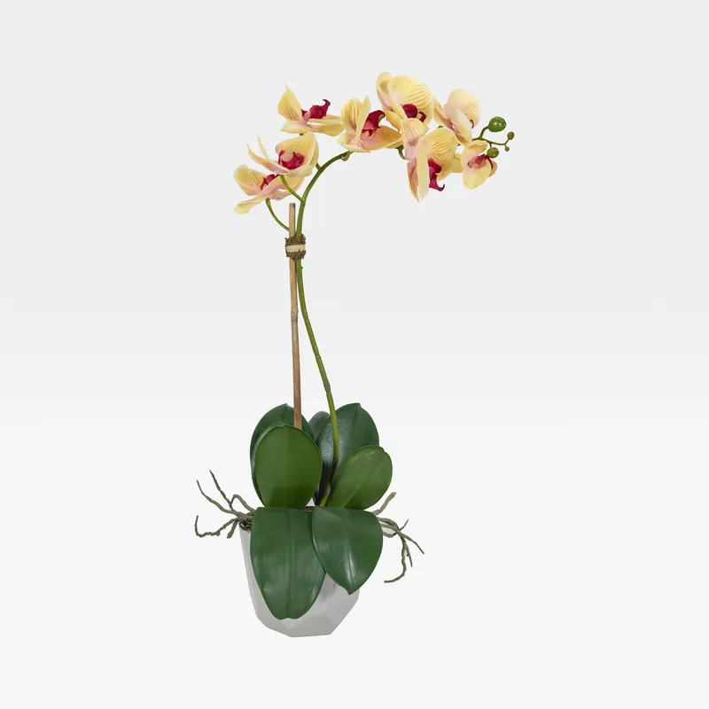 ORCHID pot yellow/cream - H60cm