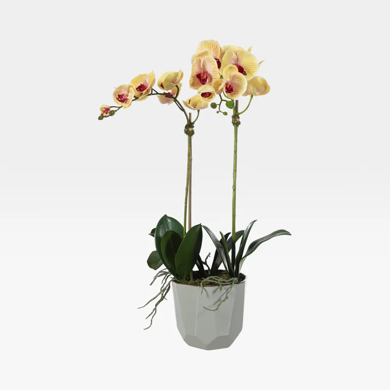 ORCHID pot yellow/cream - H70cm