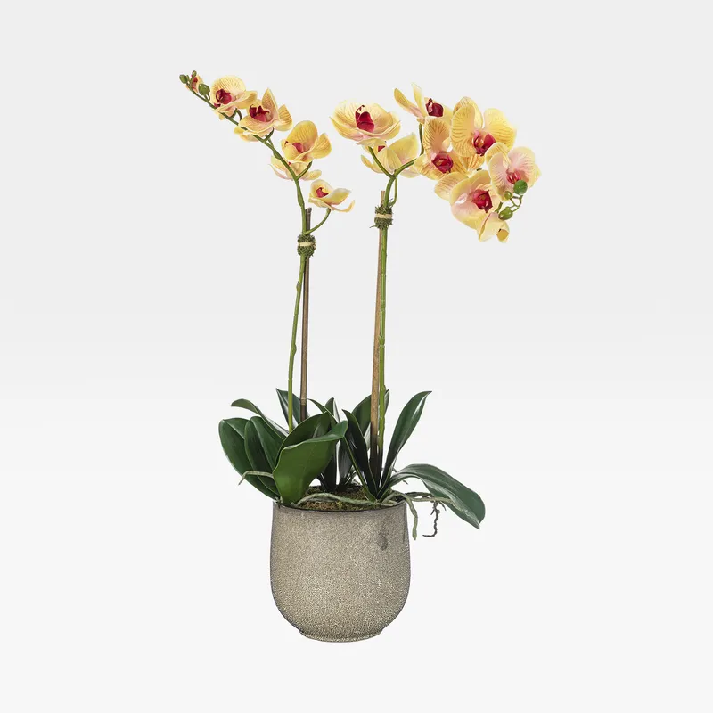 ORCHID pot yellow/multicolour - H70cm