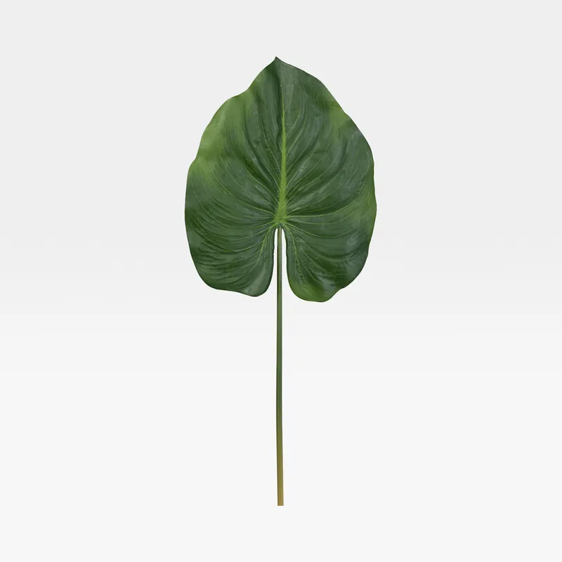 CANNA leaf green - H82cm