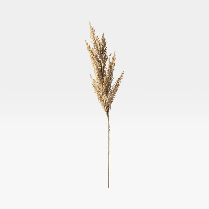 PAMPAS grass stem brown - H91cm