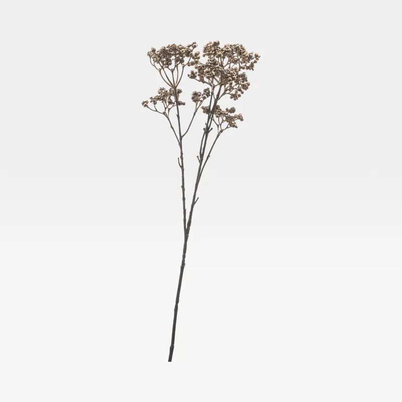 METALLIC skimmia stem gold - H64cm