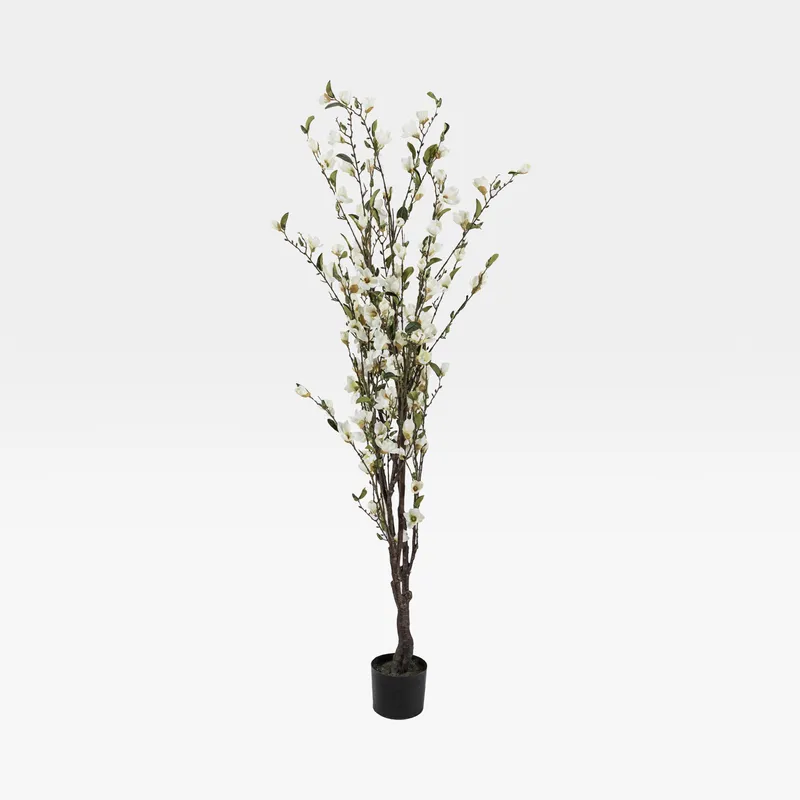 MAGNOLIA tree white - H165cm
