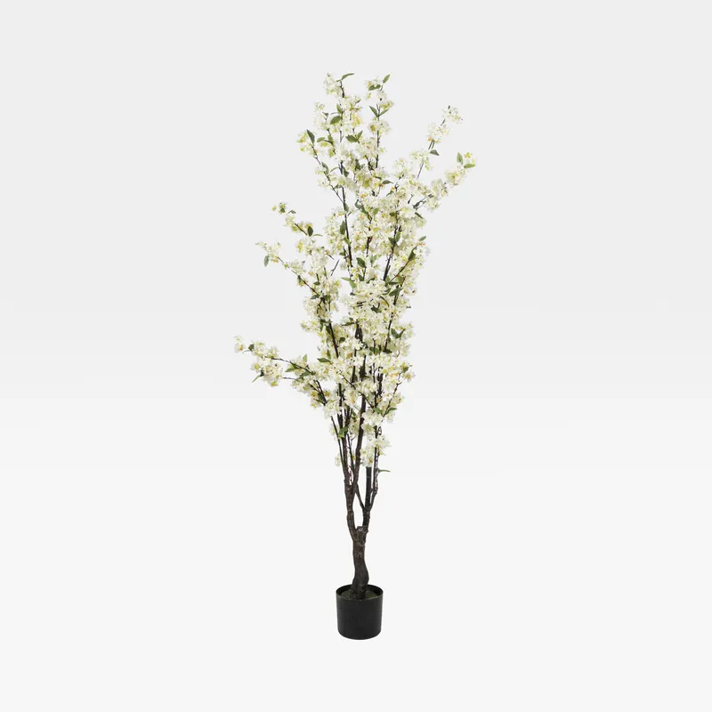 CHERRY blossom tree white - H165cm