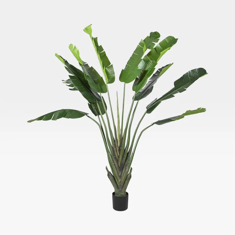 BANANA tree green - H210cm